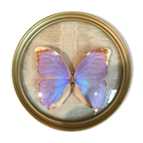 Blue purple butterfly in round frame in plexi