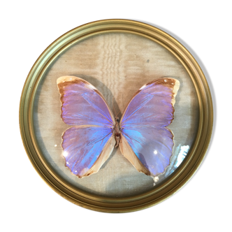 Blue purple butterfly in round frame in plexi