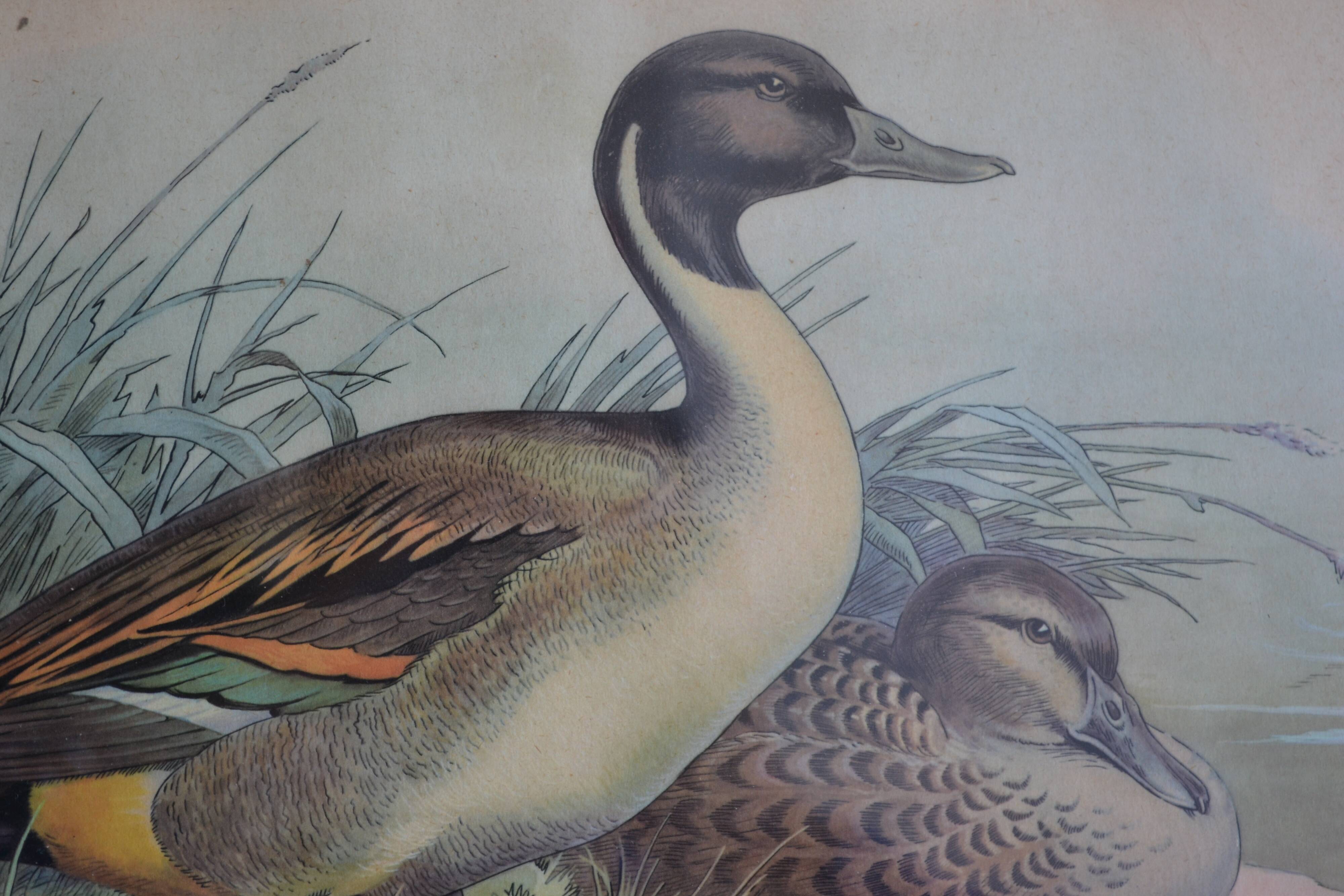 Vintage animal print ducks