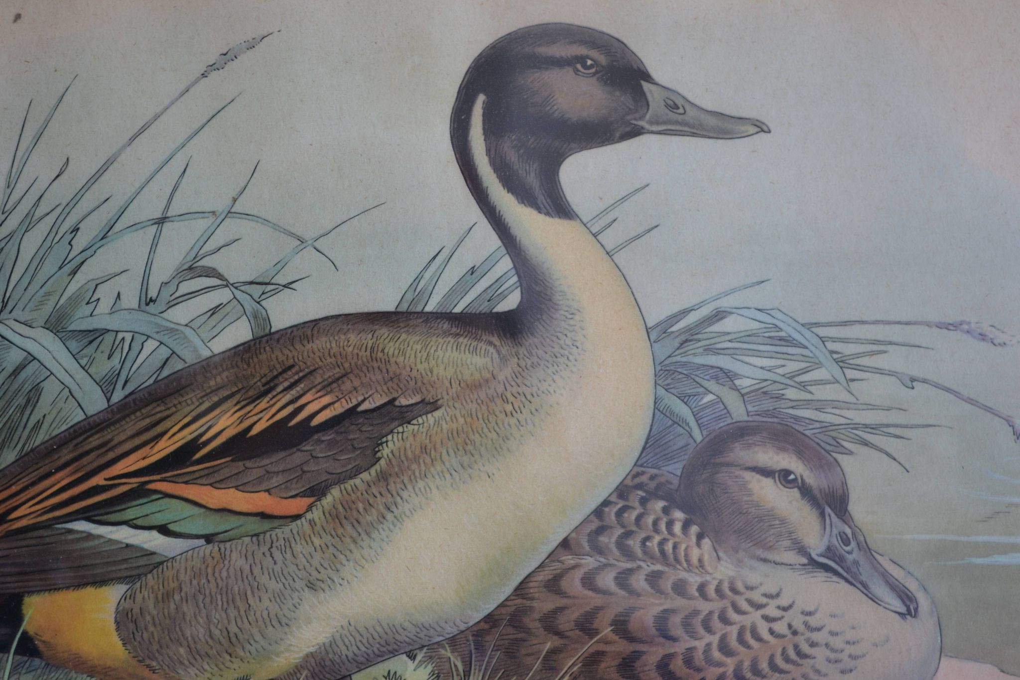 Estampe animalière vintage canards
