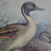 Estampe animalière vintage canards