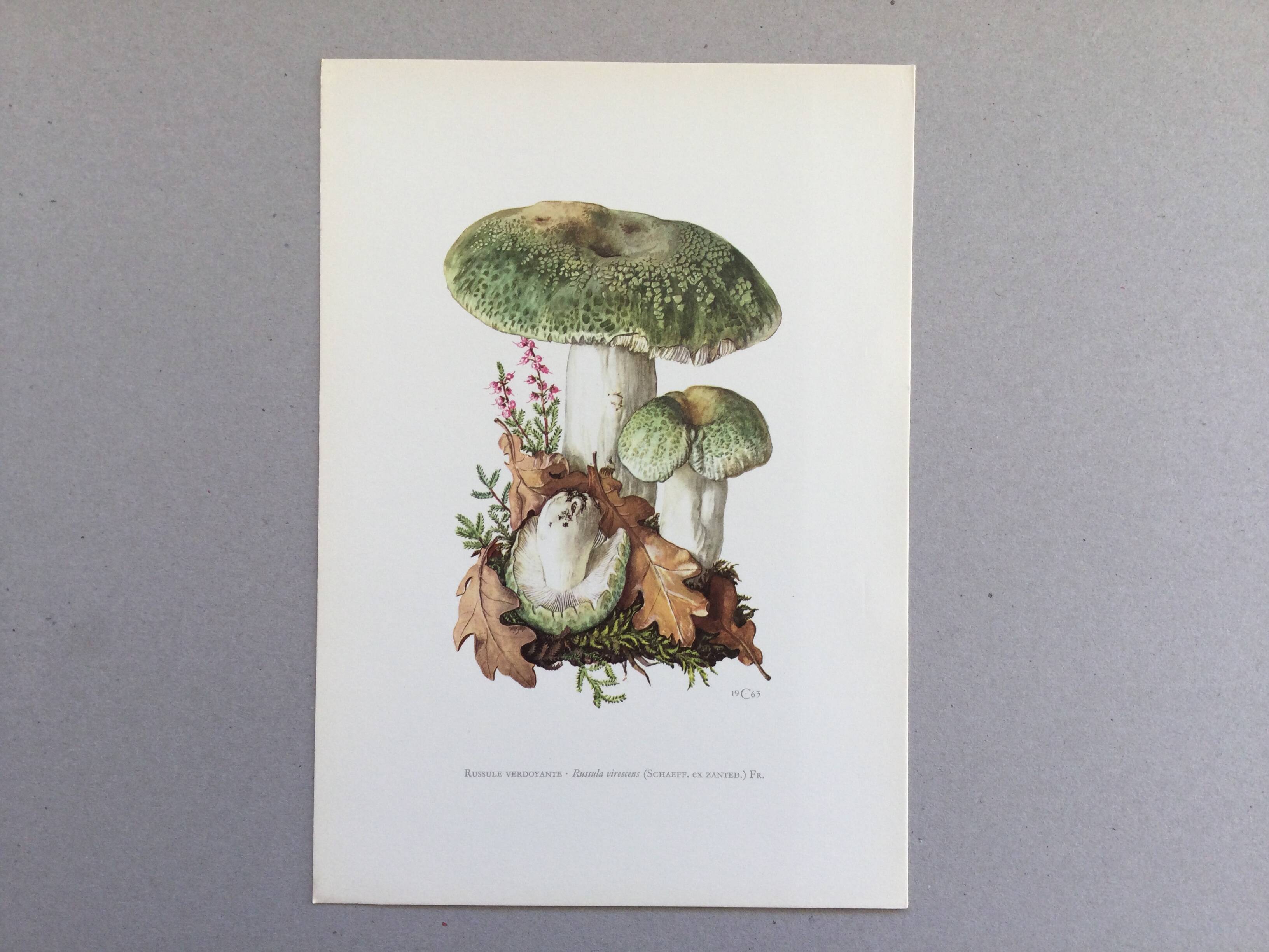 Botanical Illustration Mushrooms Russula Vintage Print 60s