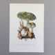 Botanical Illustration Mushrooms Russula Vintage Print 60s