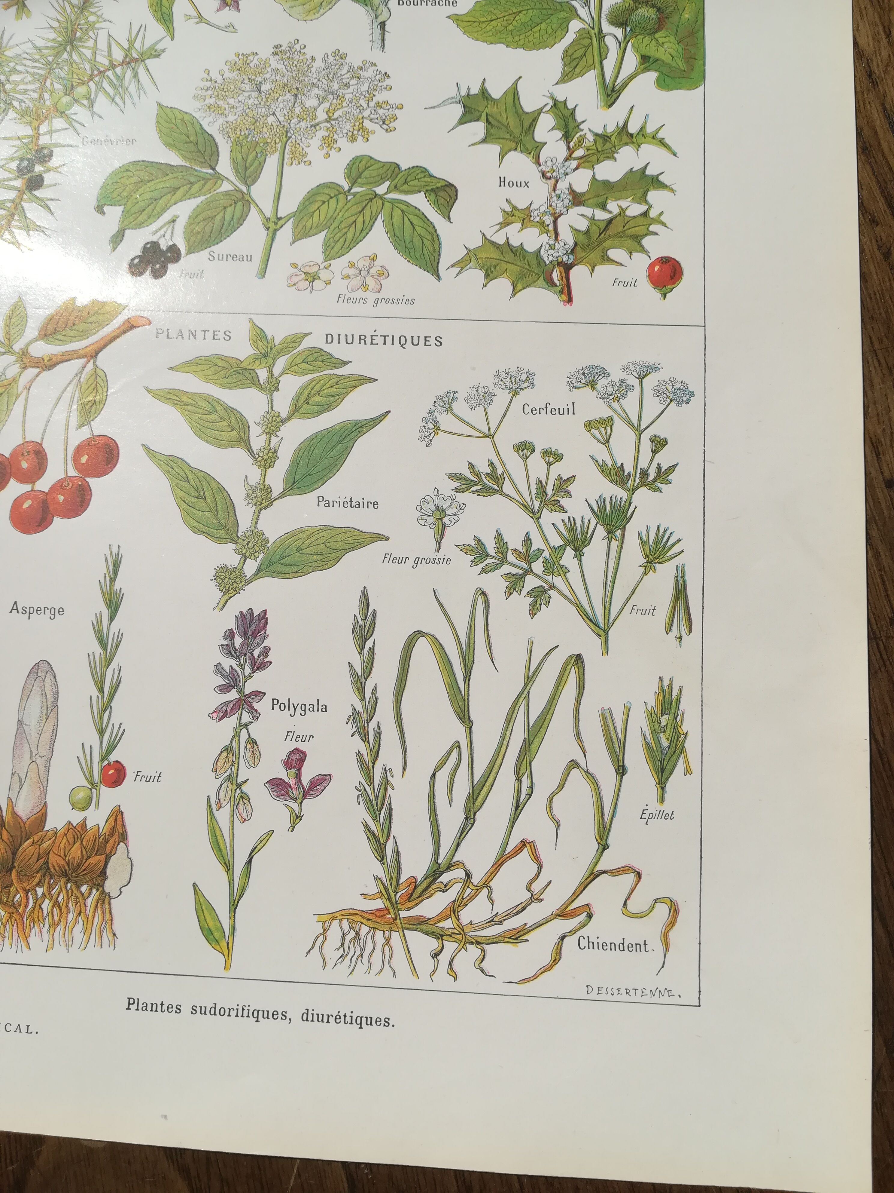 Lithograph on sweat plants from 1920