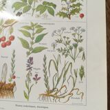 Lithograph on sweat plants from 1920