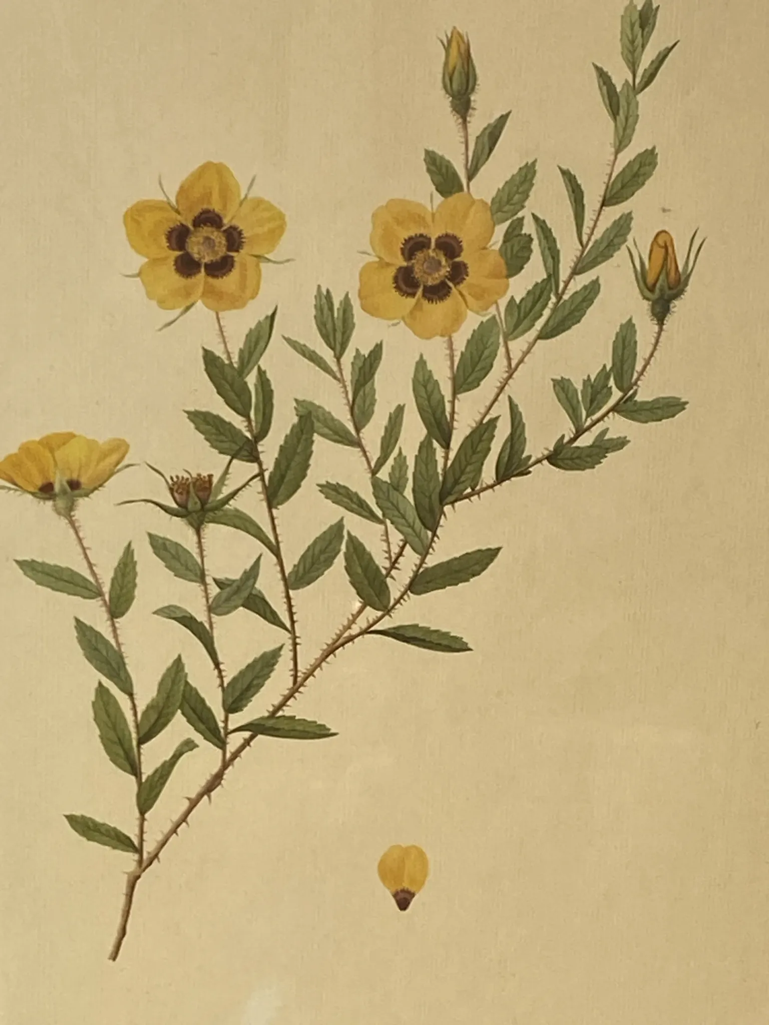 Botanical print, Rose, J-P Redouté