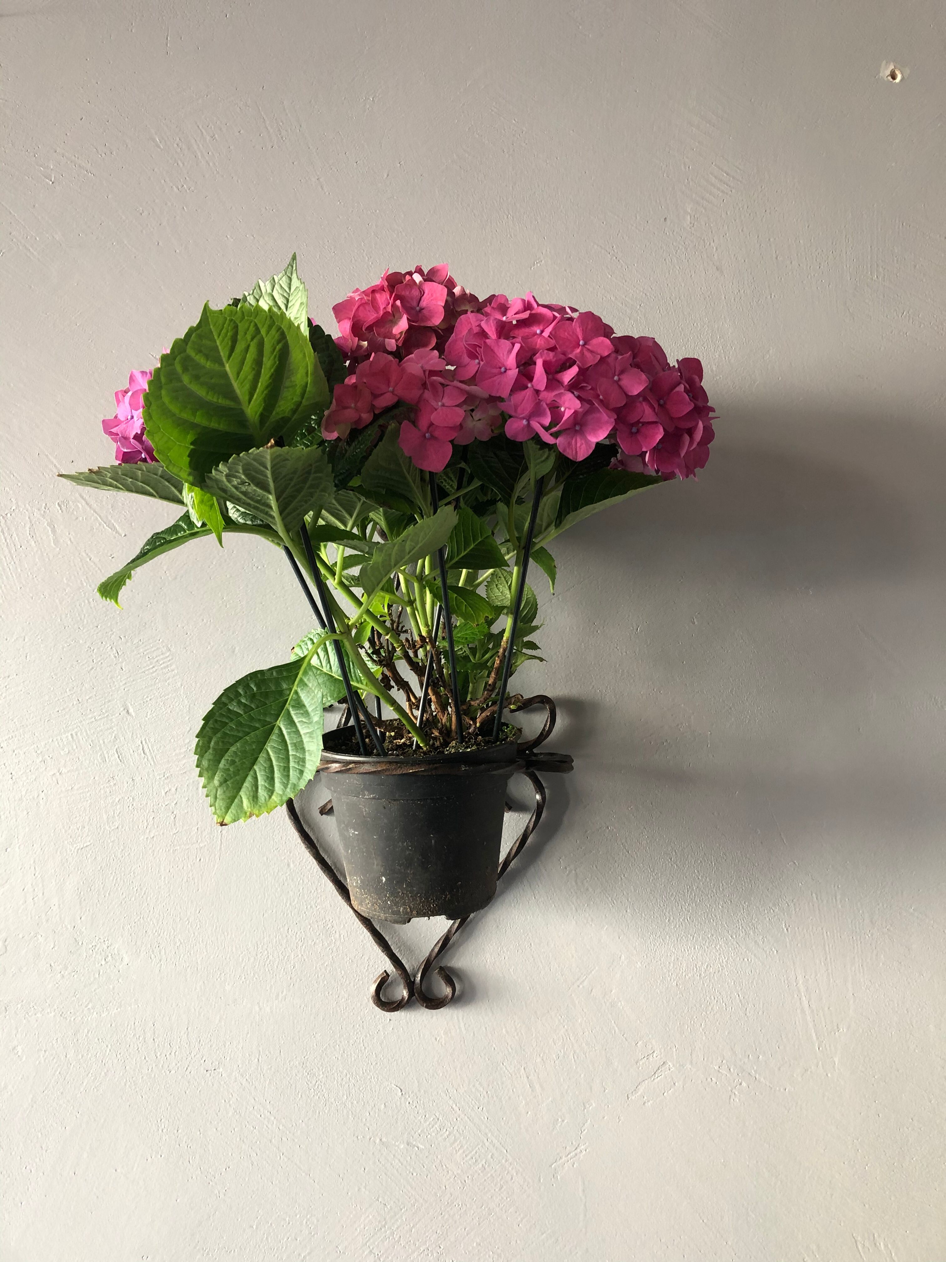 Wrought iron wall plant holder