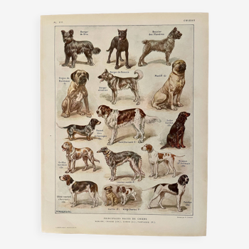 Lithographie sur les chiens - 1920