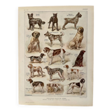 Lithograph on dogs - 1920