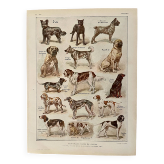 Lithograph on dogs - 1920