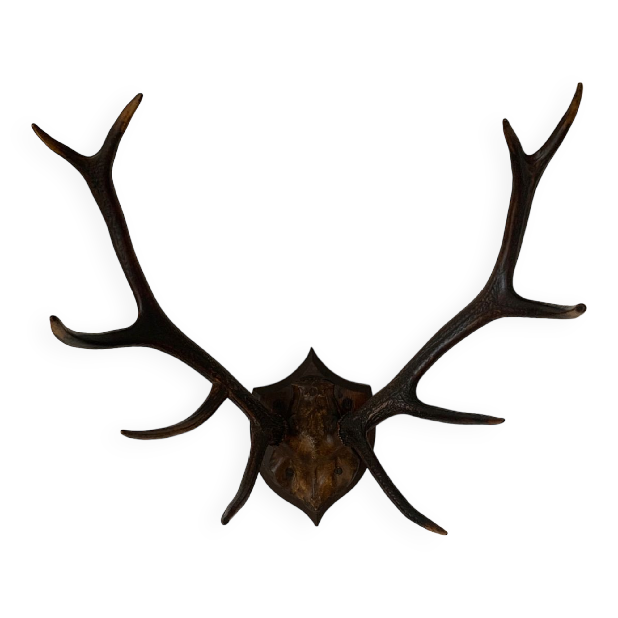 Deer hunting trophy