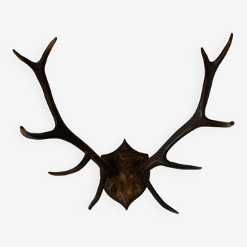 Deer hunting trophy