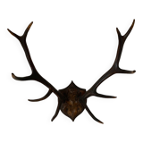 Deer hunting trophy