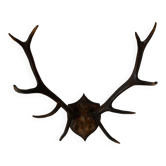Trophée de chasse cerf