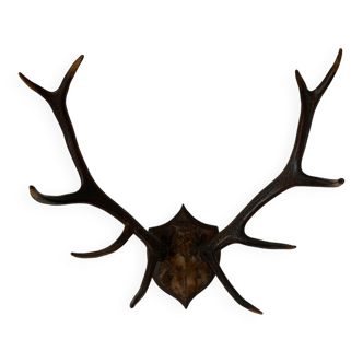 Deer hunting trophy