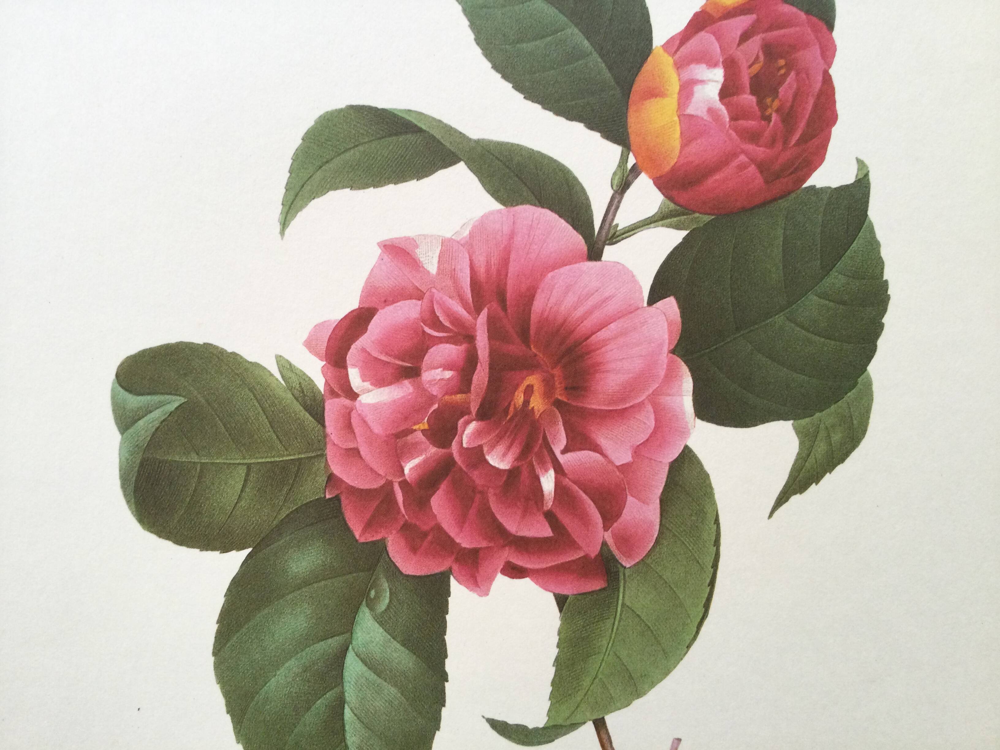 Vintage impression Camellia flower mixed 1960s