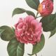 Vintage impression Camellia flower mixed 1960s