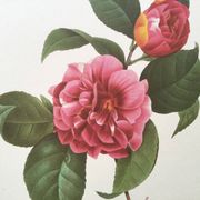 Impression vintage Fleur Camélia panaché années 60