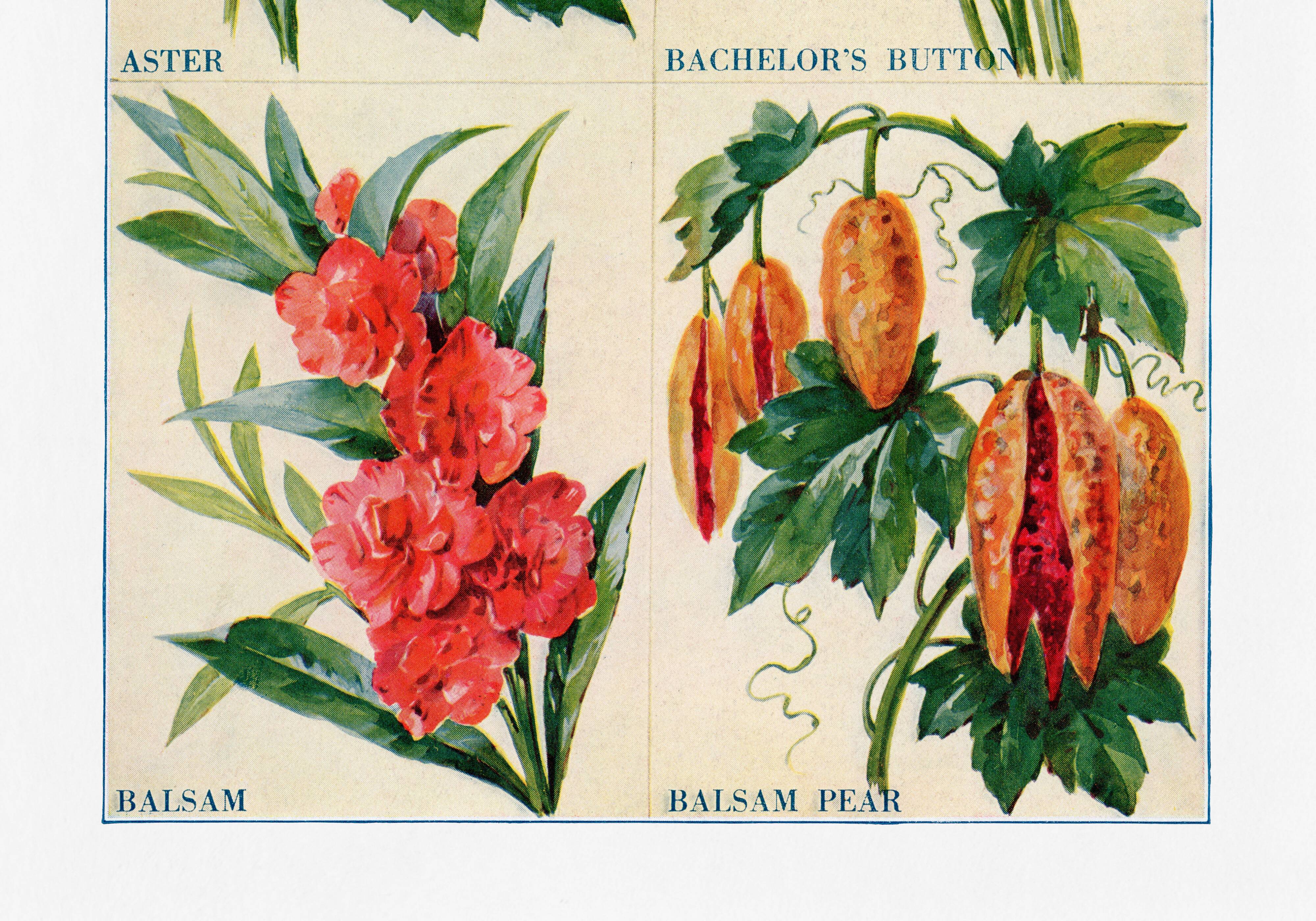 Poster about asters, cornflowers, balsams and bittersweet