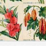 Poster about asters, cornflowers, balsams and bittersweet