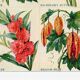 Poster about asters, cornflowers, balsams and bittersweet