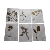 Set of 6 herbarium boards No.4
