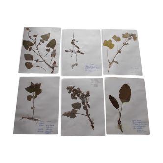 Set of 6 herbarium boards No.4