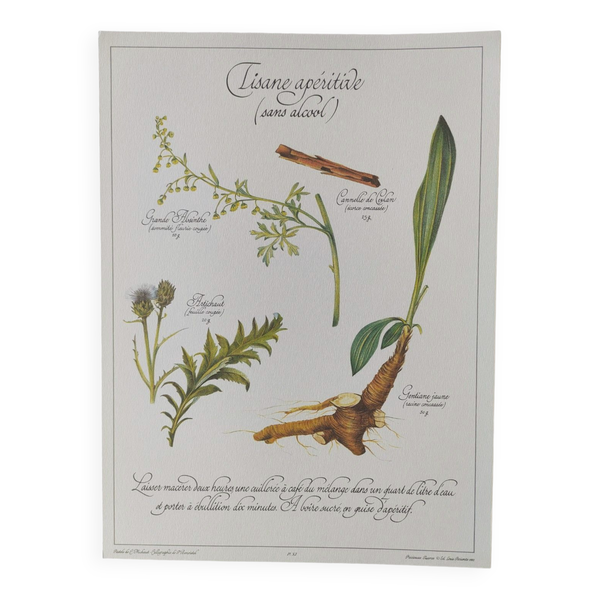 Botanical illustration -Aperitif herbal tea- Engraving of medicinal plants and herbs