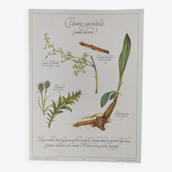 Illustration botanique -Tisane apéritive- Gravure de plantes médicinales et herbes