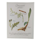Botanical illustration -Aperitif herbal tea- Engraving of medicinal plants and herbs