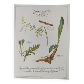 Botanical illustration -Aperitif herbal tea- Engraving of medicinal plants and herbs