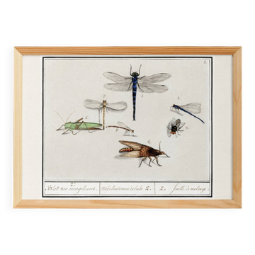 Small poster on “insects and dragonflies”, based on an old engraving