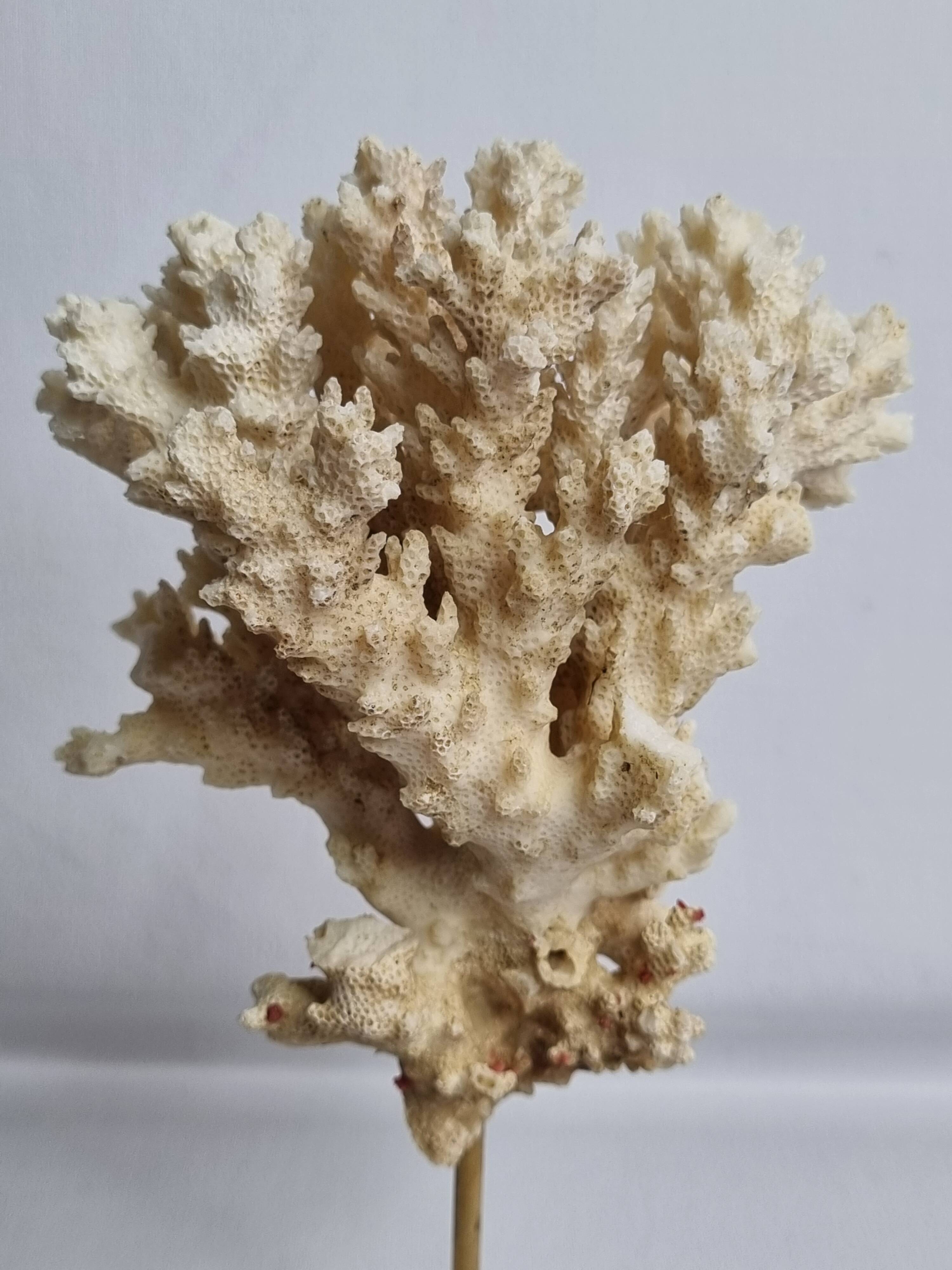 Antique ornamental coral Acropora on solid wood base, 21 cm