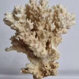 Ancien corail ornemental Acropora sur socle en bois massif, 21 cm