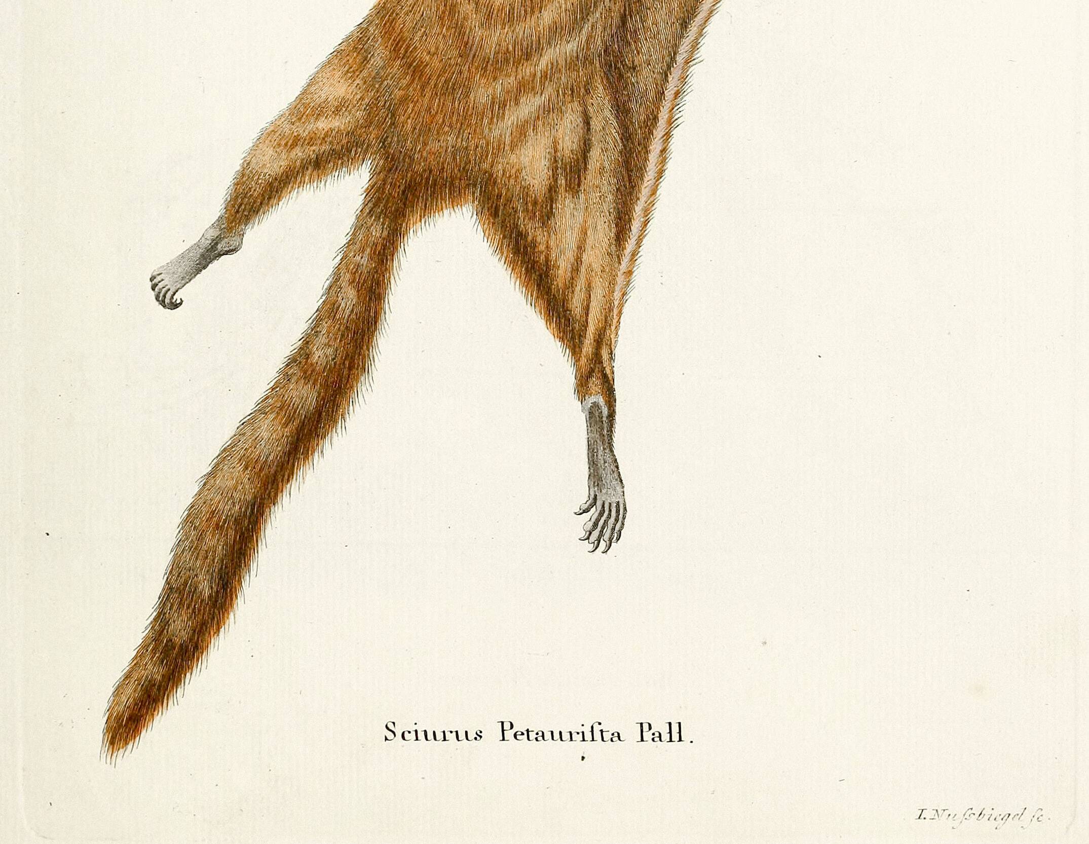Poster about the flying squirrel, based on an old engraving from 1774.