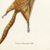 Poster about the flying squirrel, based on an old engraving from 1774.