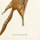 Poster about the flying squirrel, based on an old engraving from 1774.