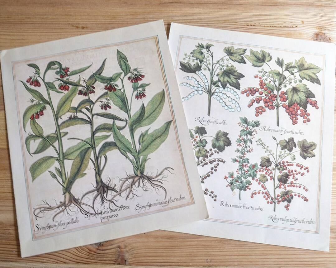 Planches herbier ancien