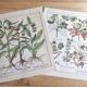 Planches herbier ancien