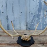 Reindeer trophy