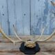 Reindeer trophy