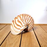 Nautilus shell or nautilus curiosity 6.5cm