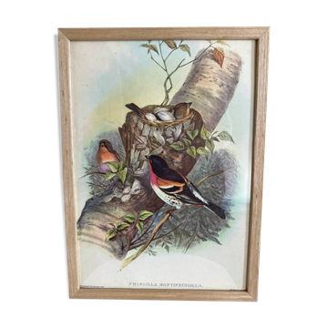 Lithographie ornithologique Le pinson