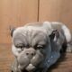 Ceramic English Bulldog