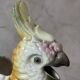 Parrot jug
