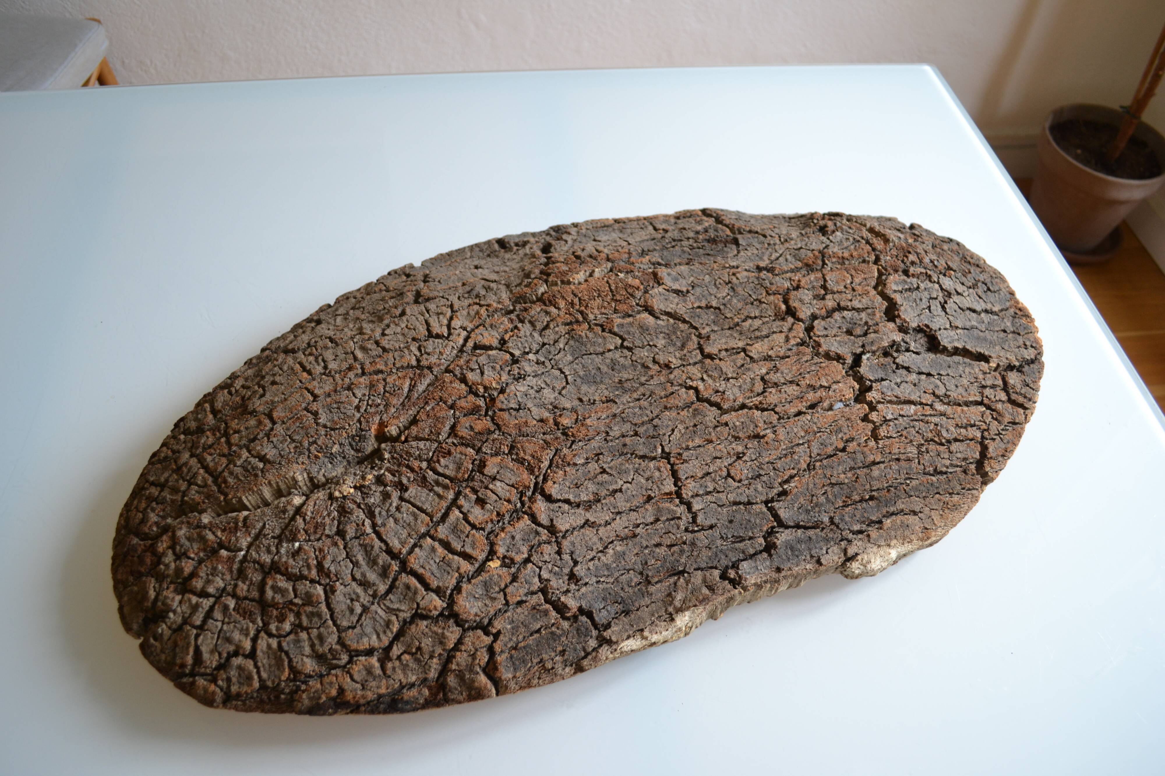 Provençal couasse giant dish in cork oak bark 72 / 37 cm