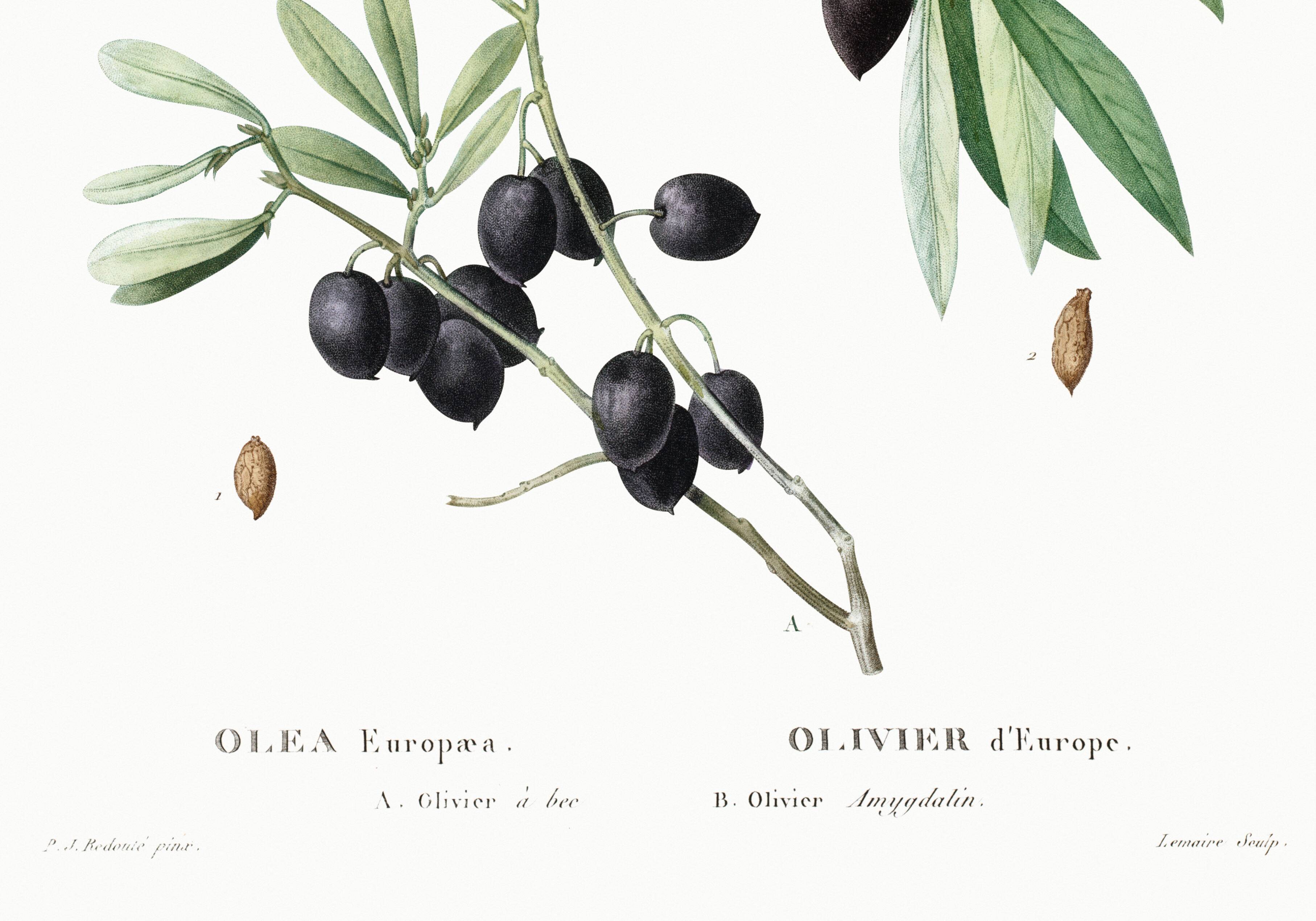 Botanical poster about the olive tree, based on an old engraving from 1802