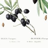 Botanical poster about the olive tree, based on an old engraving from 1802