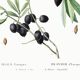 Botanical poster about the olive tree, based on an old engraving from 1802