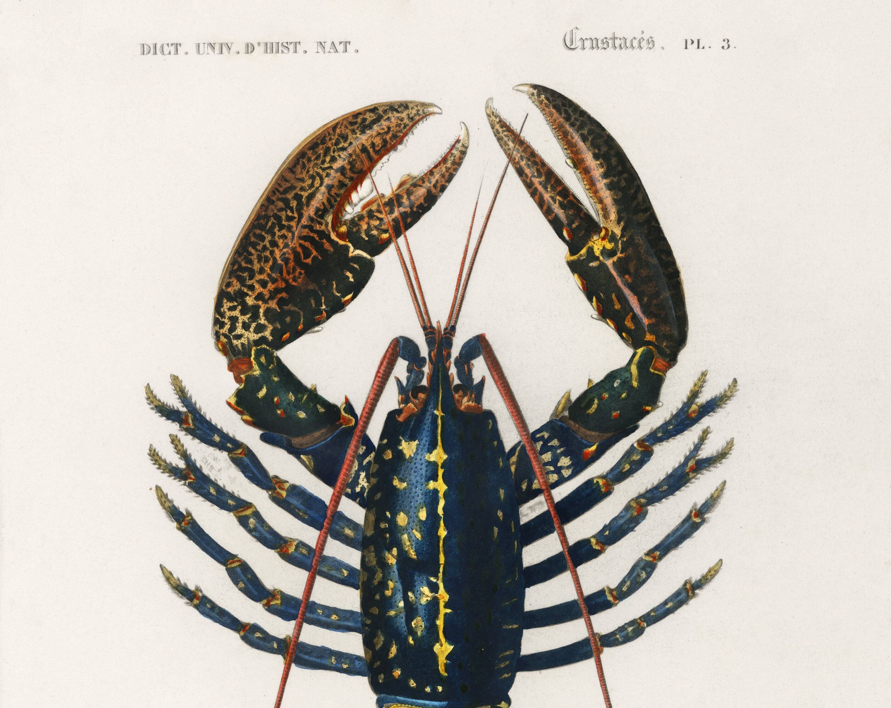 Poster about lobster, based on an old engraving from 1849.